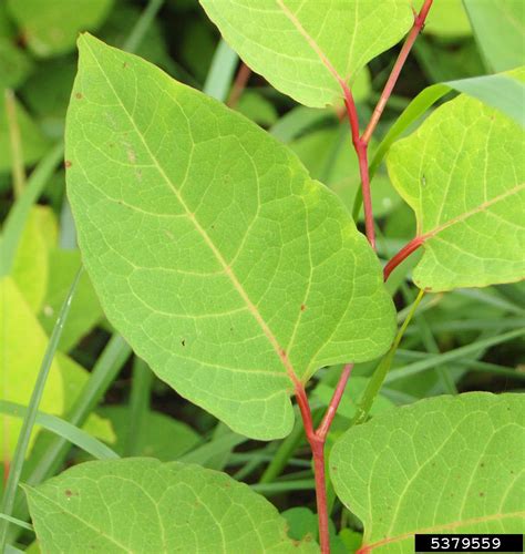 how to identify reynoutria japonica